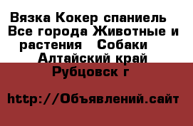 Вязка Кокер спаниель - Все города Животные и растения » Собаки   . Алтайский край,Рубцовск г.